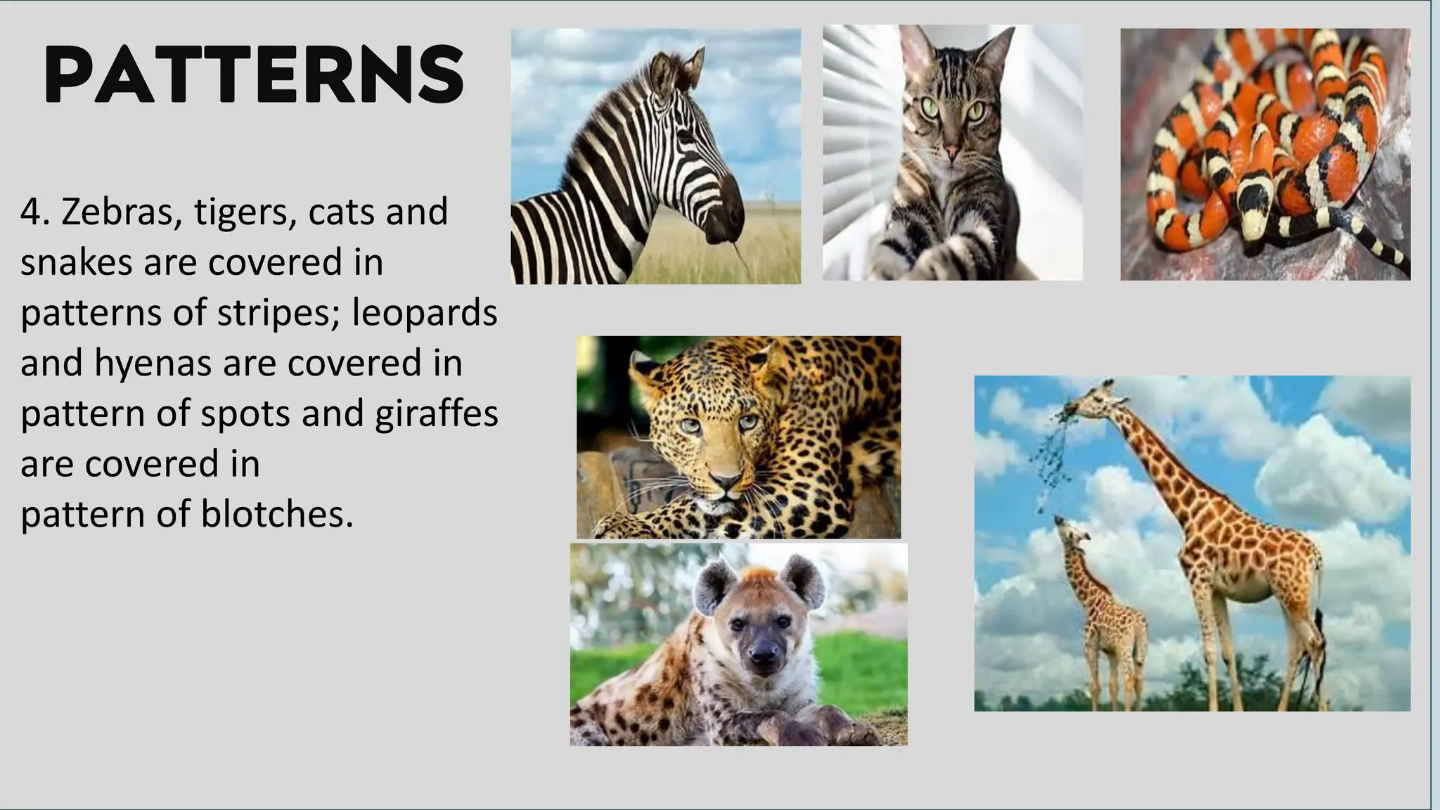 PATTERNS
4. Zebras, tigers, cats and
snakes are covered in
patterns of stripes; leopards
and hyenas are covered in
pattern of spots and giraffes
are covered in
pattern of blotches.
 