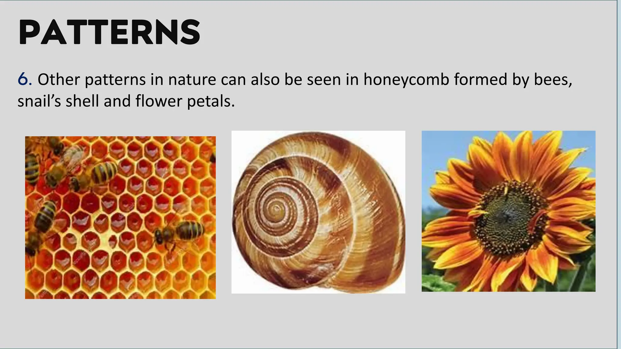 PATTERNS
6. Other patterns in nature can also be seen in honeycomb formed by bees,
snail’s shell and flower petals.
 