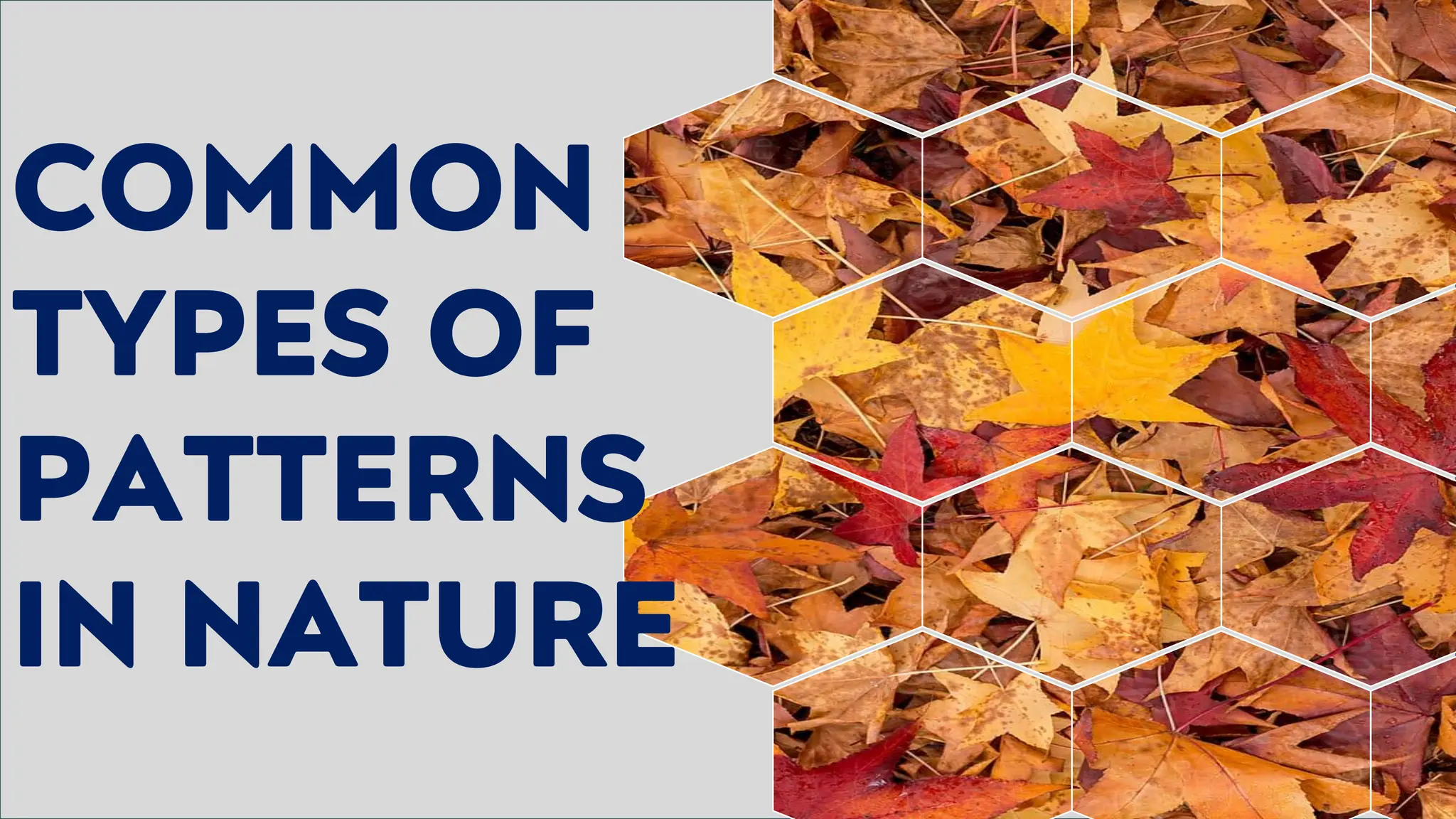 COMMON
TYPES OF
PATTERNS
IN NATURE
 