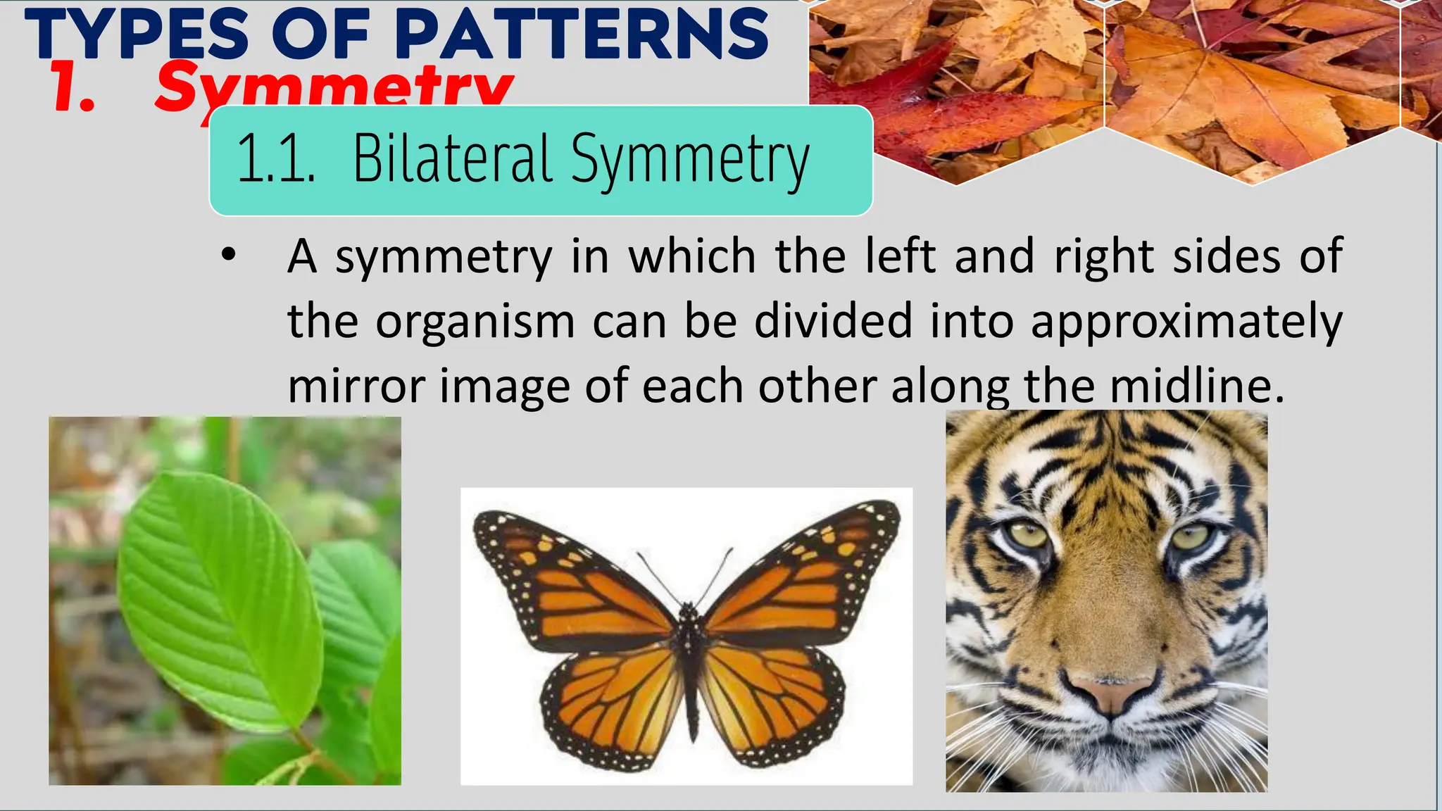 TYPES OF PATTERNS
1. Symmetry
• A symmetry in which the left and right sides of
the organism can be divided into approximately
mirror image of each other along the midline.
1.1. Bilateral Symmetry
 