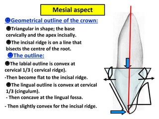 Mesial aspect
☻Geometrical outline of the crown:
☻Triangular in shape; the base
cervically and the apex incisally.
☻The incisal ridge is on a line that
bisects the centre of the root.
☻The outline:
☻The labial outline is convex at
cervical 1/3 ( cervical ridge).
-Then become flat to the incisal ridge.
☻The lingual outline is convex at cervical
1/3 (cingulum).
- Then concave at the lingual fossa.
- Then slightly convex for the incisal ridge.
 