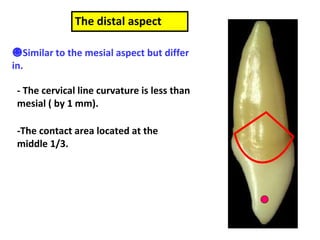 The distal aspect
☻Similar to the mesial aspect but differ
in.
- The cervical line curvature is less than
mesial ( by 1 mm).
-The contact area located at the
middle 1/3.
 