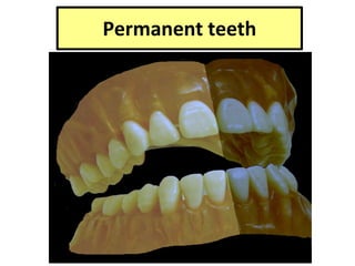 Permanent teeth
 