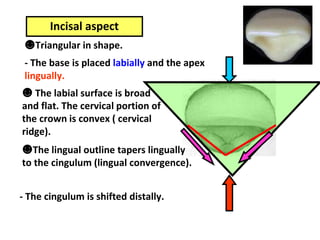 Incisal aspect
☻Triangular in shape.
- The base is placed labially and the apex
lingually.
☻ The labial surface is broad
and flat. The cervical portion of
the crown is convex ( cervical
ridge).
☻The lingual outline tapers lingually
to the cingulum (lingual convergence).
- The cingulum is shifted distally.
 