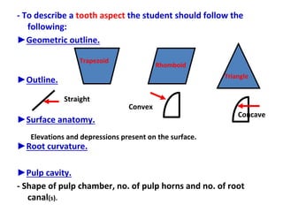 - To describe a tooth aspect the student should follow the
following:
►Geometric outline.
►Outline.
►Surface anatomy.
►Root curvature.
►Pulp cavity.
- Shape of pulp chamber, no. of pulp horns and no. of root
canal(s).
Trapezoid
Rhomboid
Triangle
Straight
Convex
Concave
Elevations and depressions present on the surface.
 