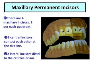 Maxillary Permanent Incisors
☻There are 4
maxillary incisors. 2
per each quadrant.
☻2 central incisors
contact each other at
the midline.
☻2 lateral incisors distal
to the central incisor.
1
2 1 2
 