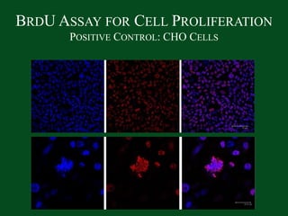 BrdU Assay for Cell ProliferationPositive Control: CHO Cells