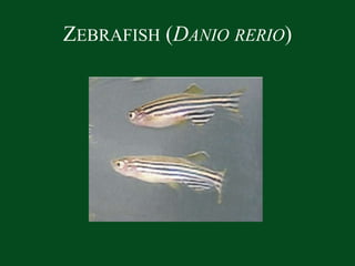 Zebrafish (Daniorerio) 