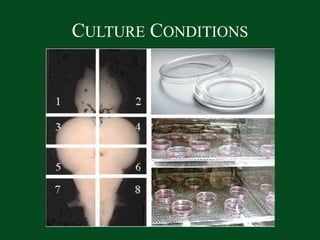 Culture Conditions