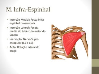 M. Infra-Espinhal
• Inserção Medial: Fossa infra-
espinhal da escápula
• Inserção Lateral: Faceta
média do tubérculo maior...