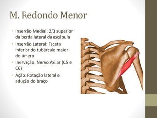 M. Redondo Menor
• Inserção Medial: 2/3 superior
da borda lateral da escápula
• Inserção Lateral: Faceta
inferior do tubér...