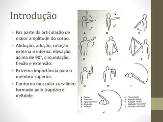 Introdução
• Faz parte da articulação de
maior amplitude do corpo.
• Abdução, adução, rotação
externa e interna, elevação
...