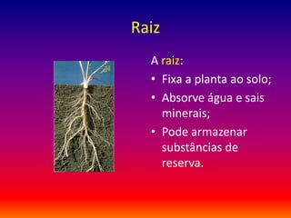 01 morfologia das plantas com flor - raíz | PPT