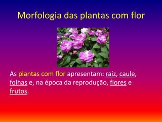 Morfologia das plantas com flor

As plantas com flor apresentam: raiz, caule,
folhas e, na época da reprodução, flores e
frutos.

 