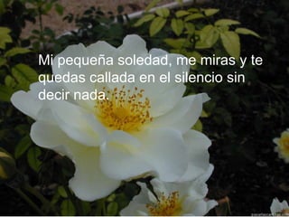Mi pequeña soledad, me miras y te
quedas callada en el silencio sin
decir nada.
 