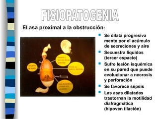  Se dilata progresiva
mente por el acúmulo
de secreciones y aire
 Secuestra líquidos
(tercer espacio)
 Sufre lesión isquémica
en su pared que puede
evolucionar a necrosis
y perforación
 Se favorece sepsis
 Las asas dilatadas
trastornan la motilidad
diafragmática
(hipoven tilación)
El asa proximal a la obstrucción:
 
