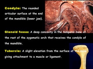 01 occlusion in prosthodontics introduction - stomatognathic system ...