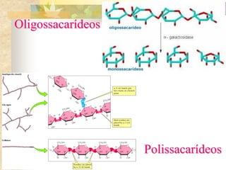 Oligossacarídeos
Polissacarídeos
 