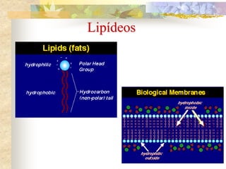 Lipídeos
 
