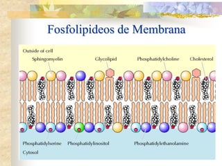 Fosfolipideos de Membrana
 