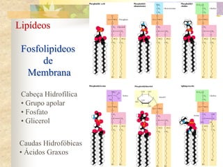 Lipídeos
Fosfolipideos
de
Membrana
Cabeça Hidrofílica
• Grupo apolar
• Fosfato
• Glicerol
Caudas Hidrofóbicas
• Ácidos Graxos
 