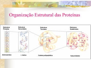Organização Estrutural das Proteínas
 