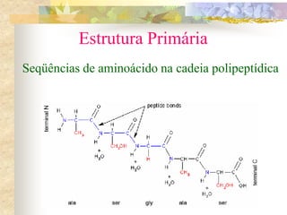 Estrutura Primária
Seqüências de aminoácido na cadeia polipeptídica
 
