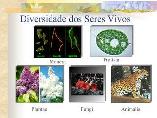 Diversidade dos Seres Vivos
Monera Protista
AnimaliaPlantae Fungi
 
