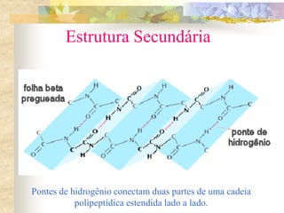 Pontes de hidrogênio conectam duas partes de uma cadeia
polipeptídica estendida lado a lado.
Estrutura Secundária
 