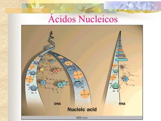 Ácidos Nucleicos
 