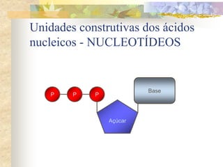 P P
Unidades construtivas dos ácidos
nucleicos - NUCLEOTÍDEOS
Açúcar
P
Base
 