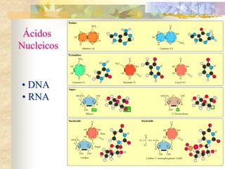 Ácidos
Nucleicos
• DNA
• RNA
 