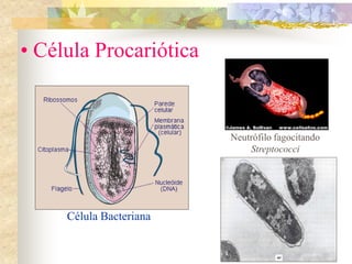 • Célula Procariótica
Neutrófilo fagocitando
Streptococci
Célula Bacteriana
 
