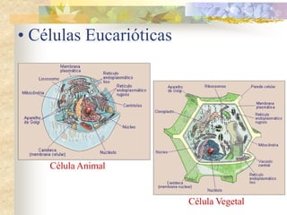 • Células Eucarióticas
Célula Animal
Célula Vegetal
 