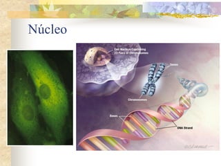 Núcleo
 