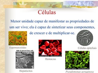 Células
Menor unidade capaz de manifestar as propriedades de
um ser vivo; ela é capaz de sintetizar seus componentes,
de crescer e de multiplicar-se.
Hemácias
Pseudomonas aeruginosa
Células epiteliais
Hepatócitos
Espermatozóides
 