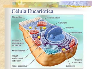 Célula Eucariótica
 