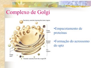 Complexo de Golgi
•Empacotamento de
proteínas
•Formação do acrossomo
do sptz
 