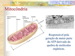 Mitocôndria
Responsável pela
geração da maior parte
do ATP derivado da
quebra de moléculas
orgânicas.
 