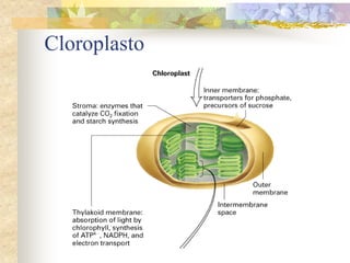 Cloroplasto
 