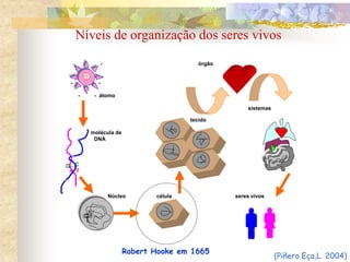 - - órgão
+ -
- -
- - átomo
sistemas
tecido
molécula de
DNA
C
A T
Núcleo célula seres vivos

G
Robert Hooke em 1665
(Piñero Eça,L. 2004)
Níveis de organização dos seres vivos
 