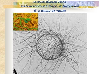 AS DUAS CÉLULAS VIVAS
ESPERMATOZÓIDE E ÓVULO SE ENCONTRAM
É O INÍCIO DA VIDA!!!!!
 