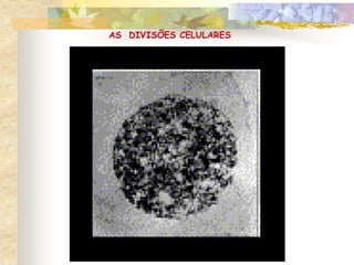 AS DIVISÕES CELULARES
 