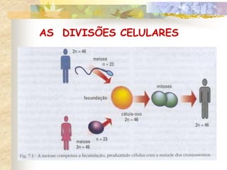 AS DIVISÕES CELULARES
 