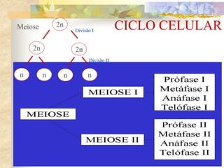 CICLO CELULAR
2n 2n
2n
nn n n
Divisão I
Divisão II
Meiose
 
