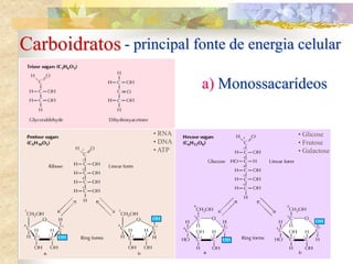 Carboidratos
a) Monossacarídeos
- principal fonte de energia celular
• RNA
• DNA
• ATP
• Glicose
• Frutose
• Galactose
 