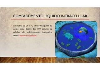 • Em torno de 28 a 42 litros de líquido do
corpo estão dentro dos 100 trilhões de
células, são coletivamente designados
como líquido intracelular.
COMPARTIMENTO LÍQUIDO INTRACELULAR
 