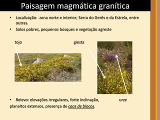 Paisagem magmática granítica 
• Localização: zona norte e interior; Serra do Gerês e da Estrela, entre 
outras. 
• Solos pobres, pequenos bosques e vegetação agreste 
tojo giesta 
• Relevo: elevações irregulares, forte inclinação, urze 
planaltos extensos, presença de caos de blocos. 
 
