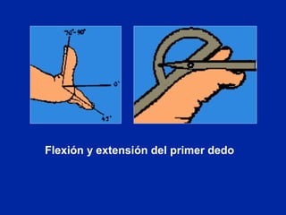 Flexión y extensión del primer dedo
 