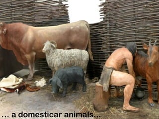 … a domesticar animals...
 